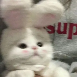 🐰 Katze, Kätzchen, Hase, süß, Haustier, Ohren, Tier telegram sticker
