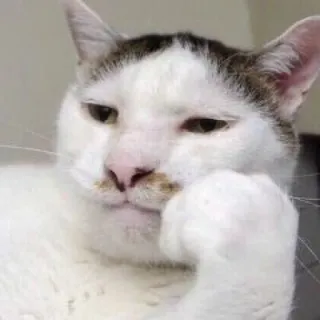 🐱 chat, pensif, drôle, mème, animal de compagnie, animal telegram sticker