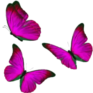 🦋 vlinders, roze, insecten, natuur telegram sticker
