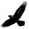 🐦