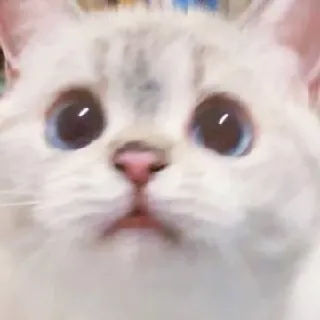 😣 gatto, animale, meme, animale domestico, carino, gattino telegram sticker