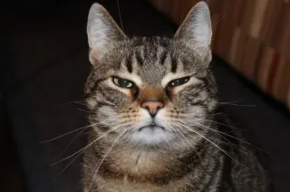 Cats do Chapp telegram stickers