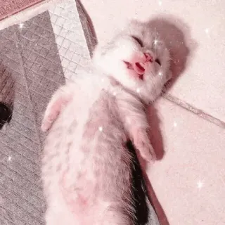 🐱 새끼고양이, 고양이, 귀여운, 동물, 애완동물, 수면 telegram sticker