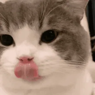 🐱 cat, licking, animal, domestic cat, pet, cute, tongue whatsapp sticker