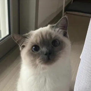 🎀 cat, pet, animal, cute, siamese whatsapp sticker