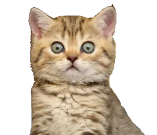 😳 cat, kitten, pet, animal, cute, feline telegram sticker