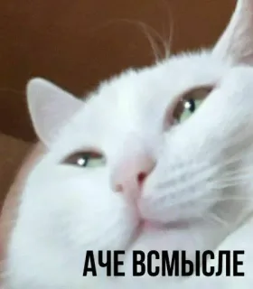 🐱 А ЧЕ ВСМЫСЛЕ 고양이, 밈, 웃긴, 러시아 whatsapp sticker