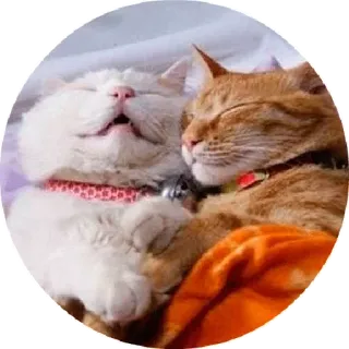 😜 chats, dormir, animaux de compagnie, animaux, mignon, domestique telegram sticker