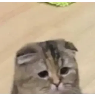 😞 kucing, sedih, hewan, peliharaan, lucu, meme telegram sticker