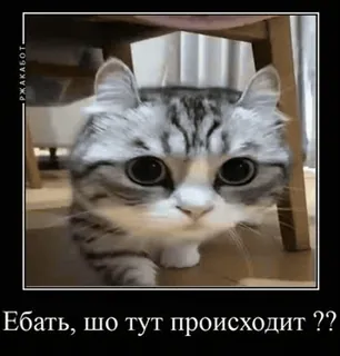 😳 Ебать, шо тут происходит ?? gato, gato chocado, russo, meme, engraçado, animal telegram sticker