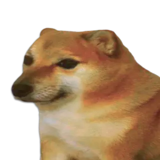 🐶 Doge doge, 犬, ミーム, 動物, 柴犬 telegram sticker