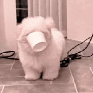🐈 Hund, Tier, süß, lustig, Haustier, Tasse, flauschig whatsapp sticker