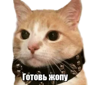 🔞 Готовь жопу cat, offensive, russian, meme, sticker telegram sticker