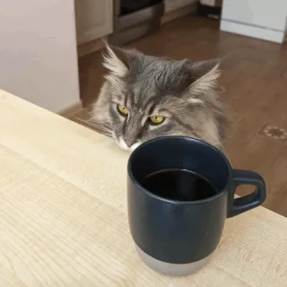 😾 gato, café, animal, fofo, animal de estimação, xícara whatsapp sticker