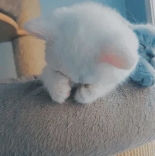 🐱 kotek, kot, zwierzę, słodki, spać, zwierzak, biały, niebieski telegram sticker