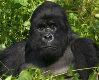 😳 Gorilla, Animale, Primate, Fauna selvatica, Mammifero, Natura, Giungla telegram sticker