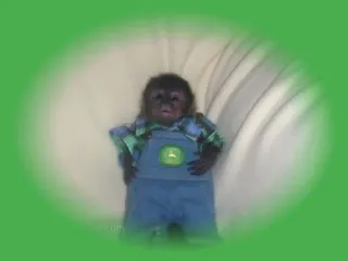 🐒 Affe, Tier, Latzhose, süß, Baby, John Deere telegram sticker