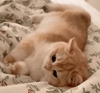 😴 Katze, Kätzchen, Tier, Haustier, süß, Hauskatze, niedlich, Katzenartig whatsapp sticker