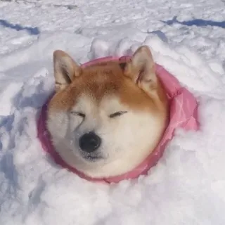 🌚 chien, neige, animal, mignon, shiba inu telegram sticker