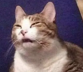 😨 Katze, lustig, Meme, Tier, Ausdruck, süß telegram sticker