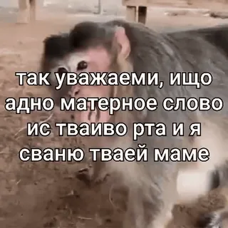 🐵 так уважаеми, ищо
адно матерное слово
ис тваиво рта и я
сваню тваей маме mono, meme, amenaza, insultante, grosería whatsapp sticker