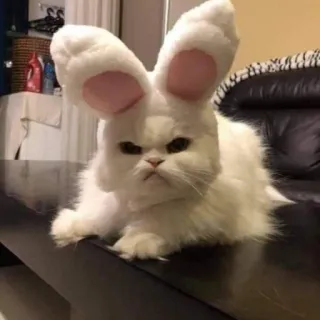 😾 猫, ウサギ, 耳, ペット, 動物, かわいい telegram sticker