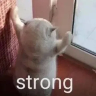 🐈 strong chat, mème, drôle, animal, fort telegram sticker