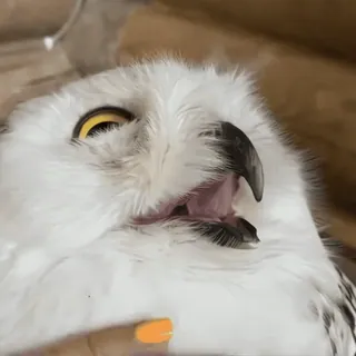 🦉 sowa, sowa śnieżna, ptak, zwierzę, dzika przyroda, uroczy telegram sticker