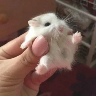 🐀 仓鼠, 可爱, 动物, 宠物, 啮齿动物, 小, 白色 telegram sticker