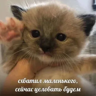 💋 схватил маленького, сейчас целовать будем telegram sticker
