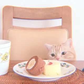 🐯 gatto, dolce, torta, animale, cibo, carino, gatto domestico, animale domestico whatsapp sticker