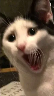 😩 gato, gritando, animal, meme, mascota, doméstico telegram sticker