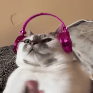 😼 mèo, tai nghe, động vật, thú cưng, âm nhạc, dễ thương telegram sticker