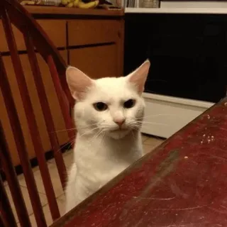 😠 chat, chat blanc, animal, animal de compagnie, animal domestique, chat assis, chat de maison telegram sticker