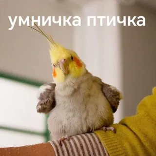 🤗 умничка птичка นก, ค็อกคาเทล, นกแก้ว, น่ารัก, สัตว์ telegram sticker