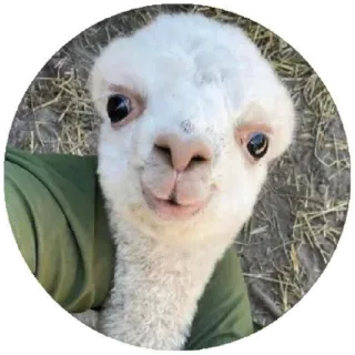 🙂 alpaca, animal, cute, llama, portrait, funny whatsapp sticker