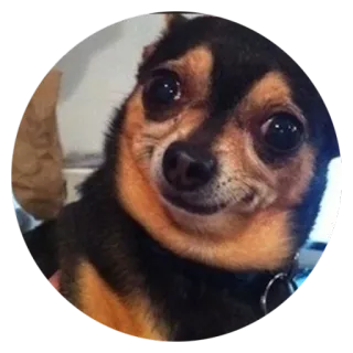 😊 Hund, Chihuahua, Tier, Haustier, süß, lustig telegram sticker