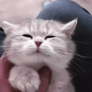 🐈 kotek, kot, słodki, zwierzę domowe, zwierzę, zwierzę domowe telegram sticker
