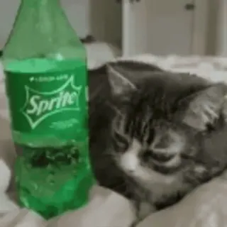 🙂 Sprite mèo, sprite, soda, nước uống, thú cưng, chai, ngủ telegram sticker