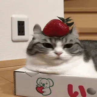 🍓 gatto, fragola, animale, animale domestico, frutta, scatola telegram sticker