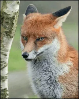 🍁 Fuchs, Tier, Wildtier, Natur, Säugetier, Wald, Rotfuchs telegram sticker