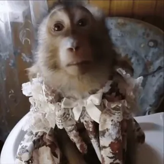 😀 macaco, animal, fofo, vestido, retrato, domesticado whatsapp sticker