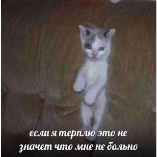 😣 если я терплю это не значит что мне не больно kot, smutny, tekst, słodki, kociak telegram sticker
