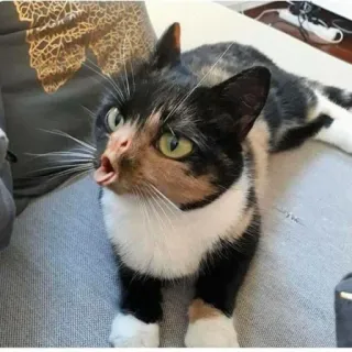 🤮 gatto calico, gatto, animale domestico, animale, animale domestico, divertente, carino telegram sticker