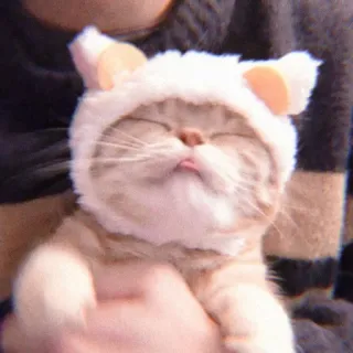 🐈 kucing, anak kucing, lucu, hewan, topi, hewan peliharaan, mengantuk telegram sticker