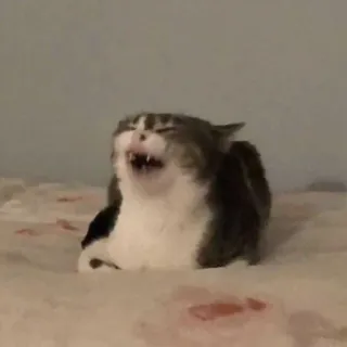 😂 chat, crier, animal, mème telegram sticker