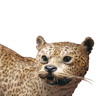 🐯 léopard, animal, faune, chat, mammifère, tacheté whatsapp sticker