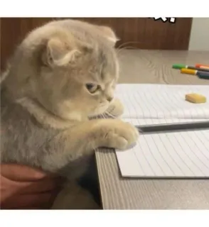 😒 cat, kitten, writing, desk, cute, pet, animal telegram sticker
