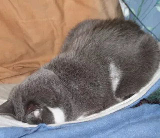 😣 cat, sleeping, gray, animal, pet, domestic cat telegram sticker