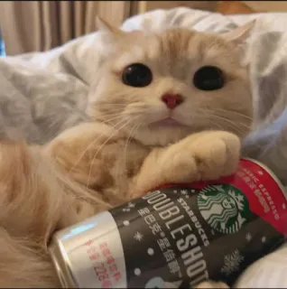 😻 DOUBLESHOT gato, café, Starbucks, café duplo, animal de estimação, animal telegram sticker